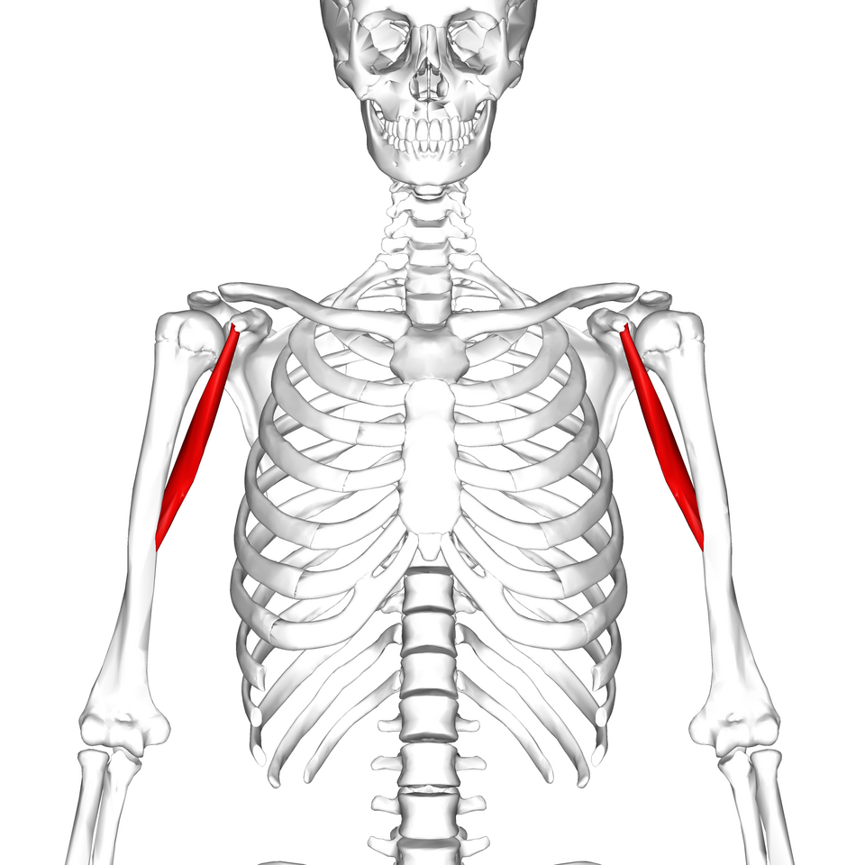 Location of the Coracobrachialis