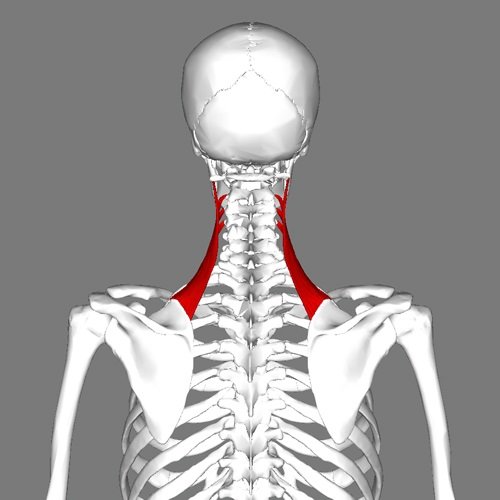 Location of the levator scapulae muscle