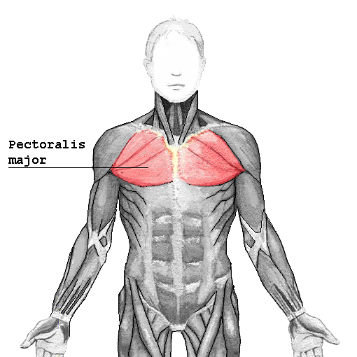 Location of the pectoralis major muscle