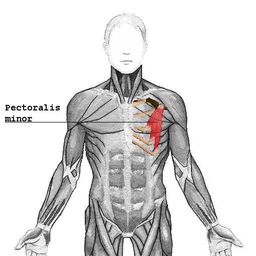 Location of the pectoralis minor muscle
