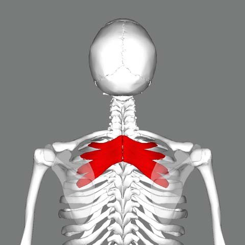 Location of the Serratus Posterior Superior muscle