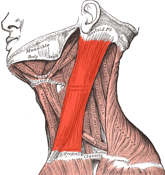 Location of the sternocleidomastoid muscle on each side of the neck