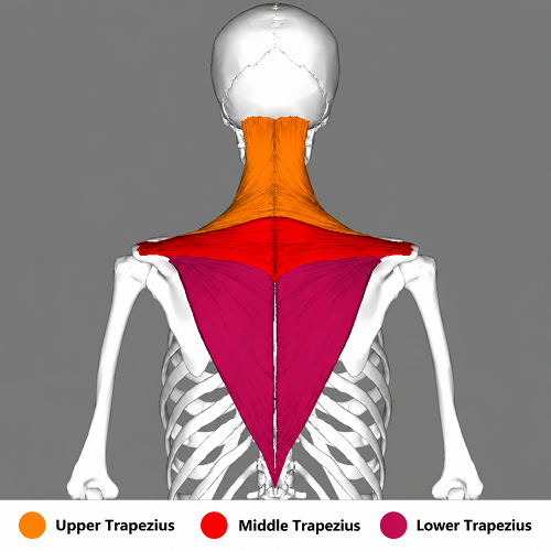 Location of the trapezius muscle