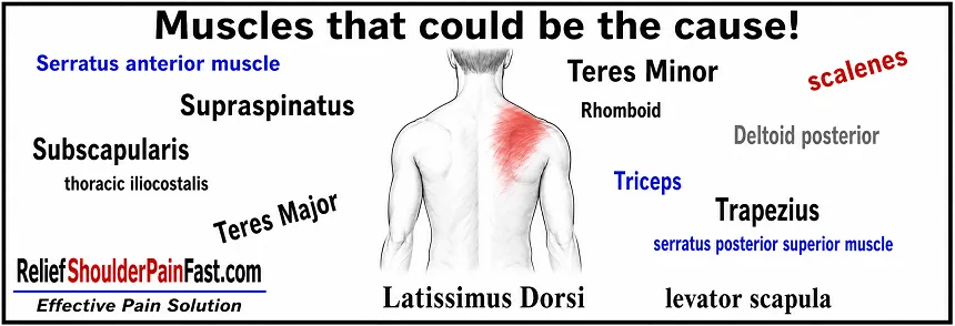 Muscles that may contribute to pain in the back of the shoulder