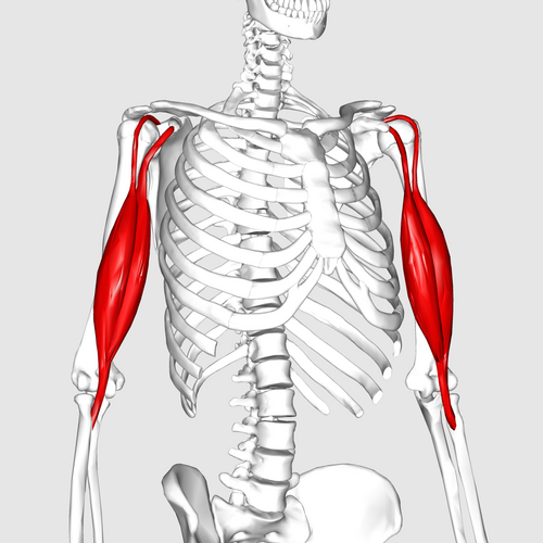 Location of the biceps brachii muscle
