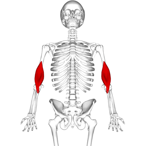 Location of the brachialis muscle