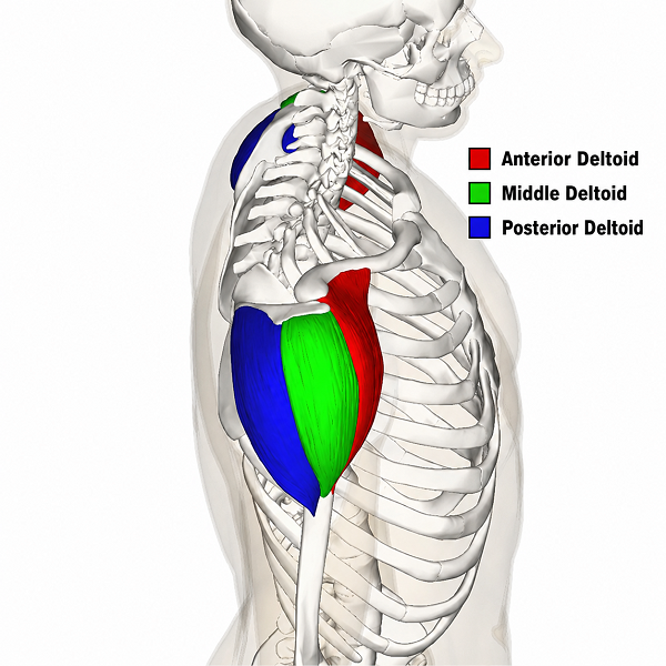 Location of the  Deltoid