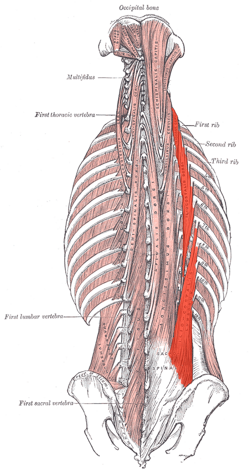 Location of the Thoracic Iliocostalis muscle