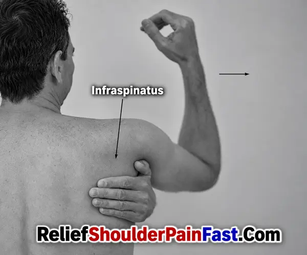 Location of the infraspinatus muscles