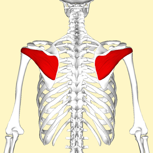 Location of the infraspinatus muscle