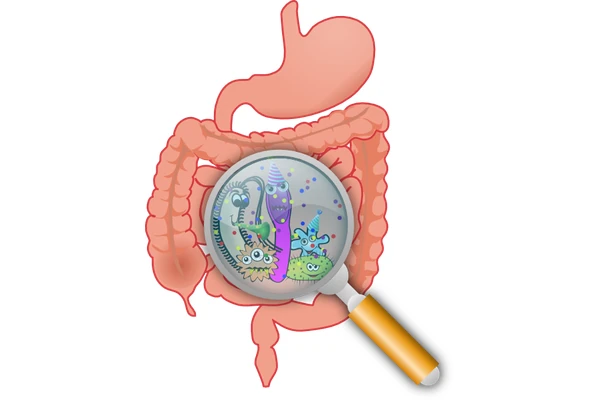 Illustration accompanying the discussion of digestive health