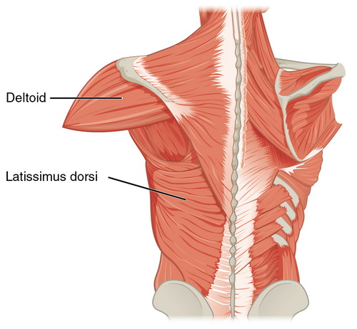 Location of the Latissimus Dorsi muscle