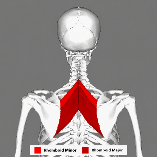 Location of the Rhomboid Major and Rhomboid Minor muscles