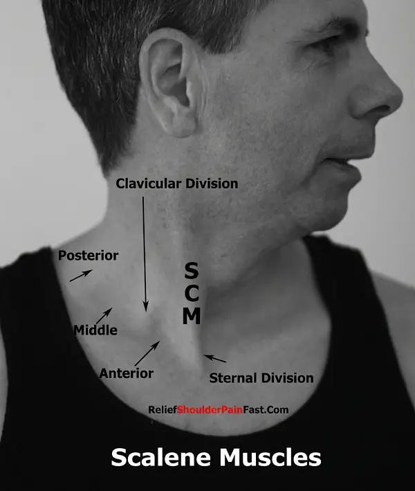 location of the scalene muscles