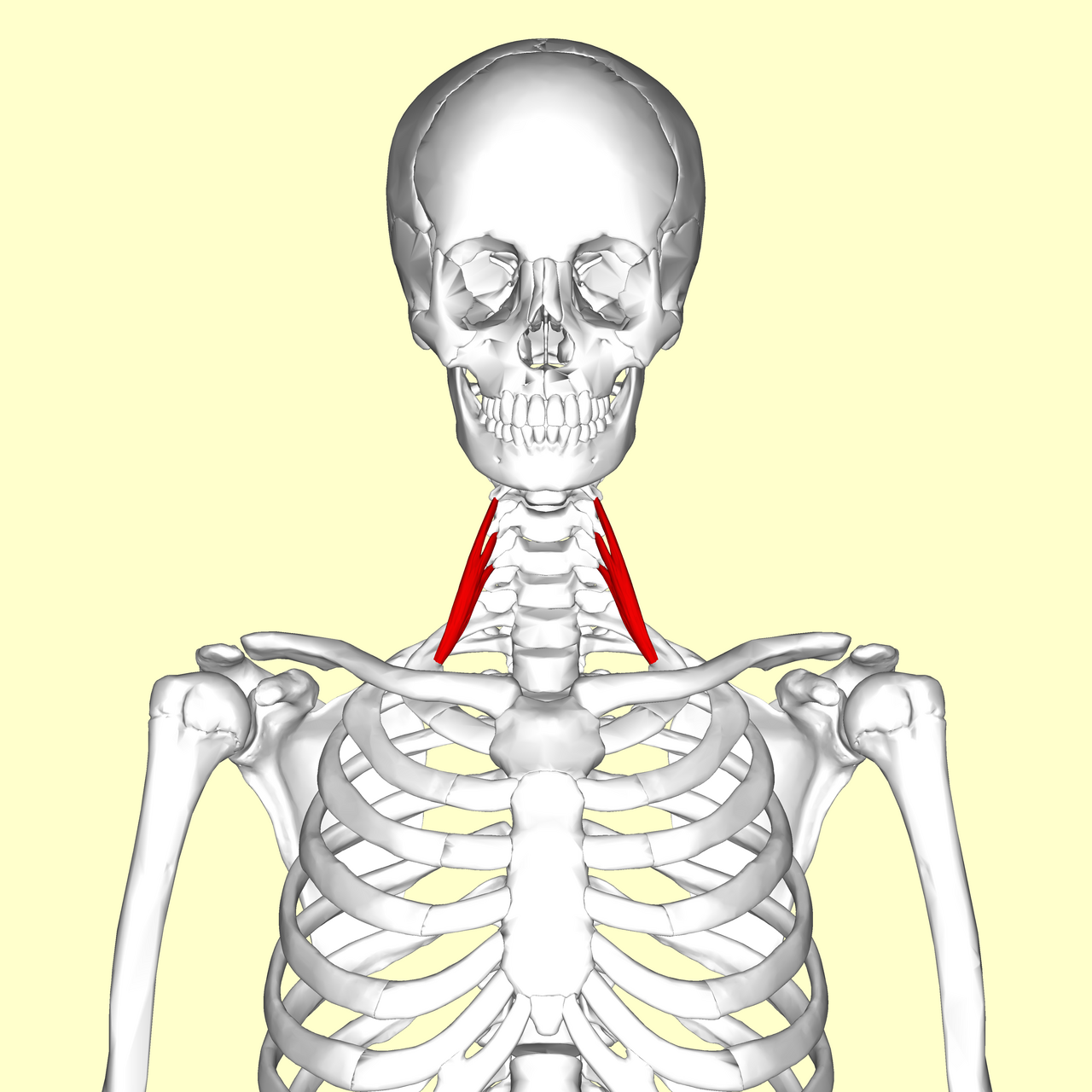 Location of the Scalene muscles on each side of the neck