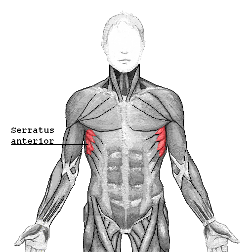 Location of the Serratus Anterior muscle