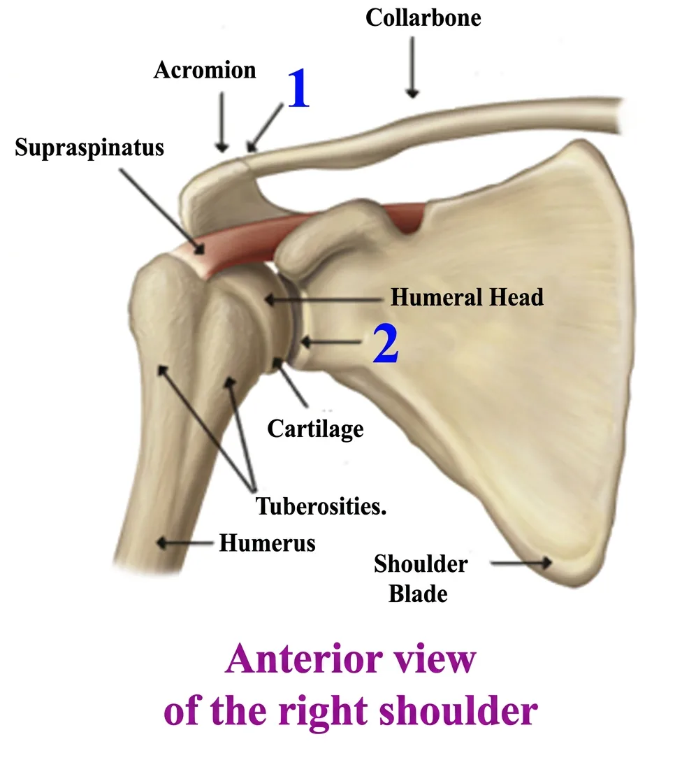 Anterior view of the right shoulder showing 
            the humerus, scapula, clavicle, acromion and supraspinatus