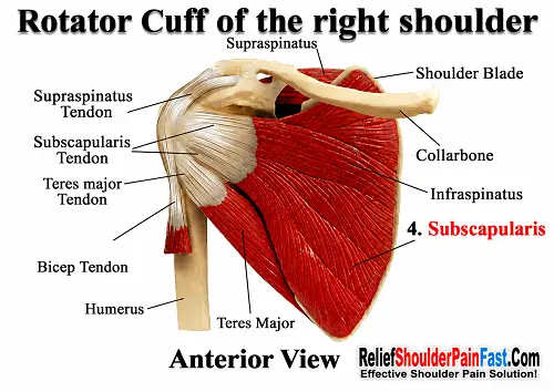 Posterior view of the rotator cuff muscles