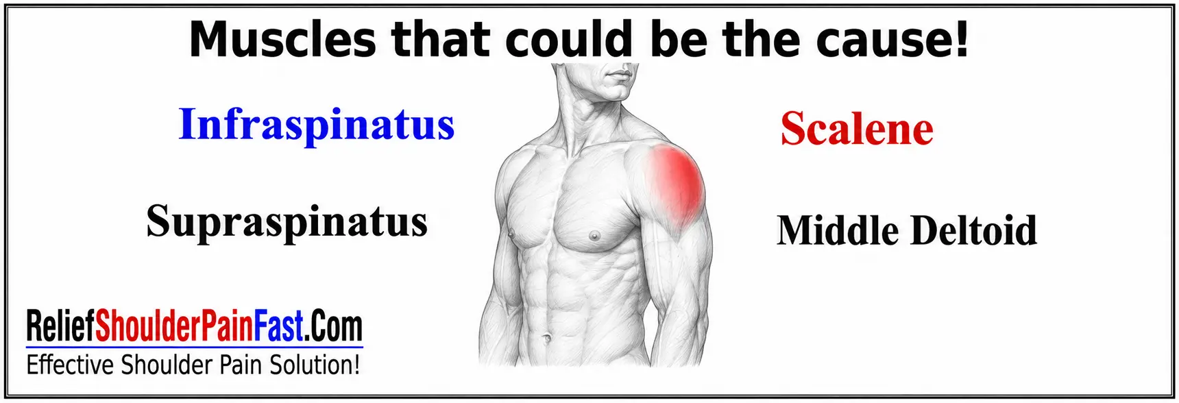 Muscles that may contribute to pain on the side of the shoulder