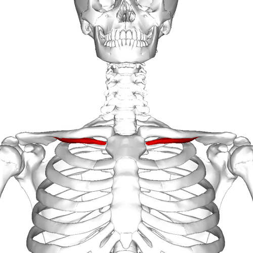 Location of the subclavius muscle