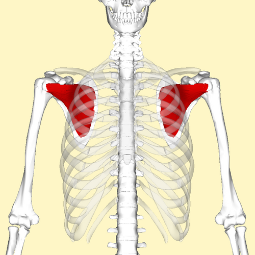 Location of the Subscapularis muscle