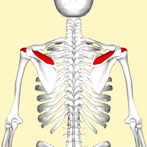 Location of the supraspinatus muscle