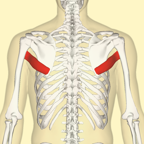 Location of the teres major muscle