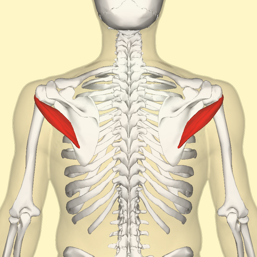 Location of the teres minor muscle
