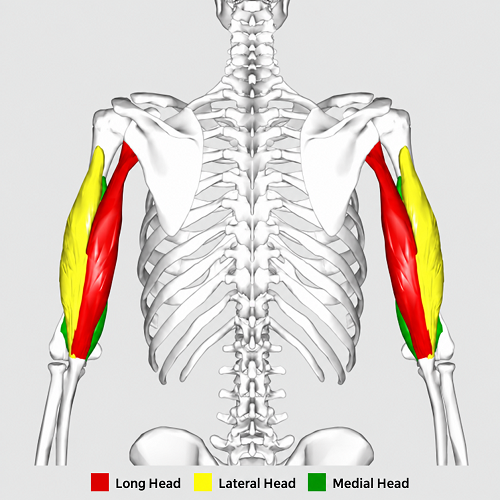 Location of the triceps brachii muscle