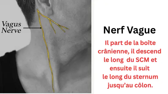 Anatomical diagram of the vagus nerve’s path